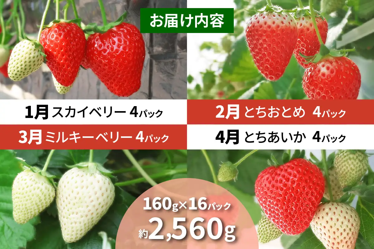 [先行予約][定期便／4ヶ月] 日光の自然が育む「完熟いちご」 4種類を毎月食べ比べ！[2027年1月より発送開始] [0965]