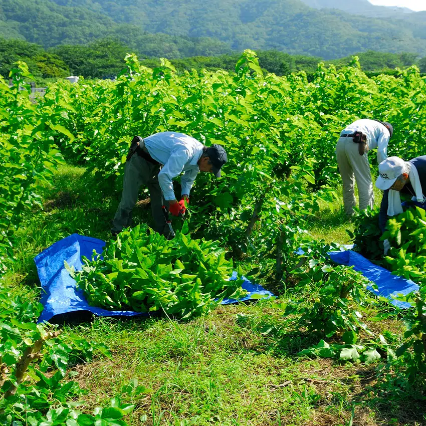 伊豆のくわ茶 - 焙煎 2袋