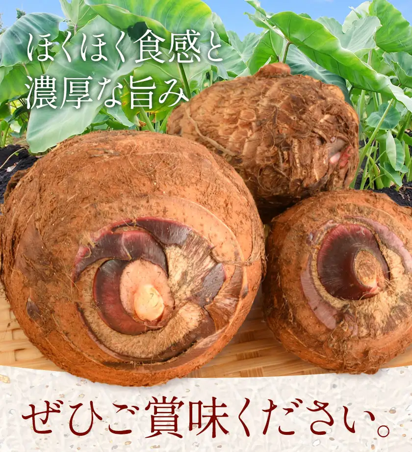 赤芽里芋 5kg 芋 さといも かじや農産《12月上旬-3月末頃出荷》