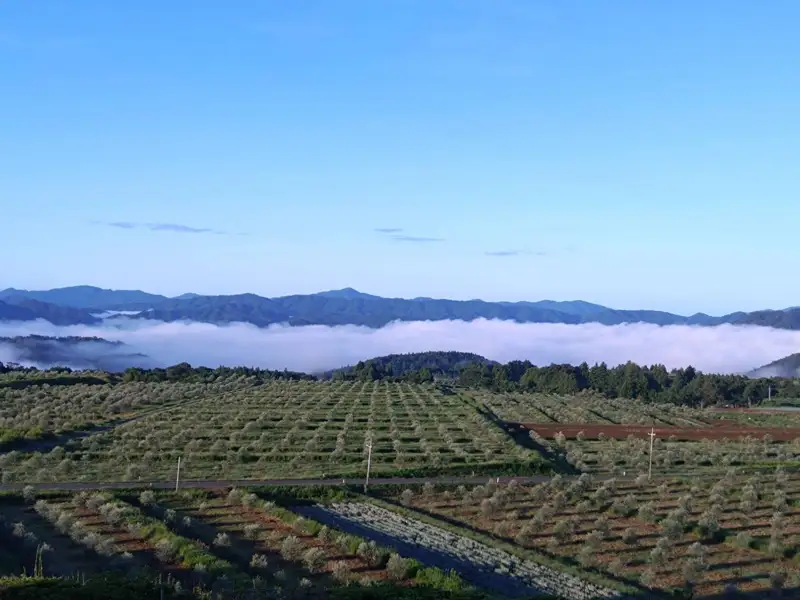 萩平蕨台 Virgin Valley 産　手摘み高級オリーブオイル　雲海　初搾り