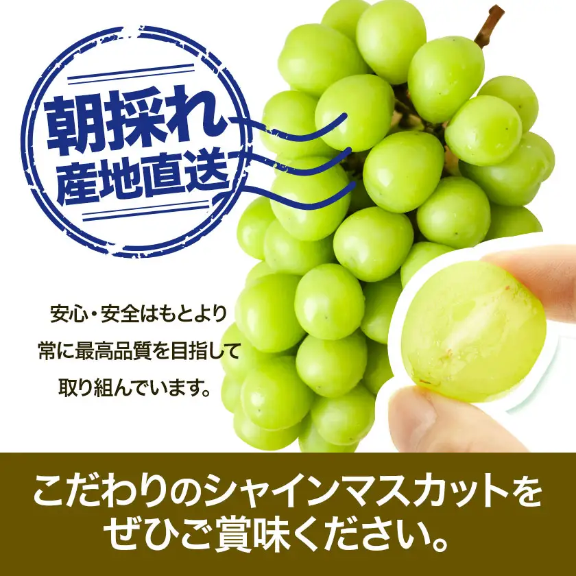 贈答用 フルーツ王国 岡山県産 シャインマスカット 化粧箱入り 2房