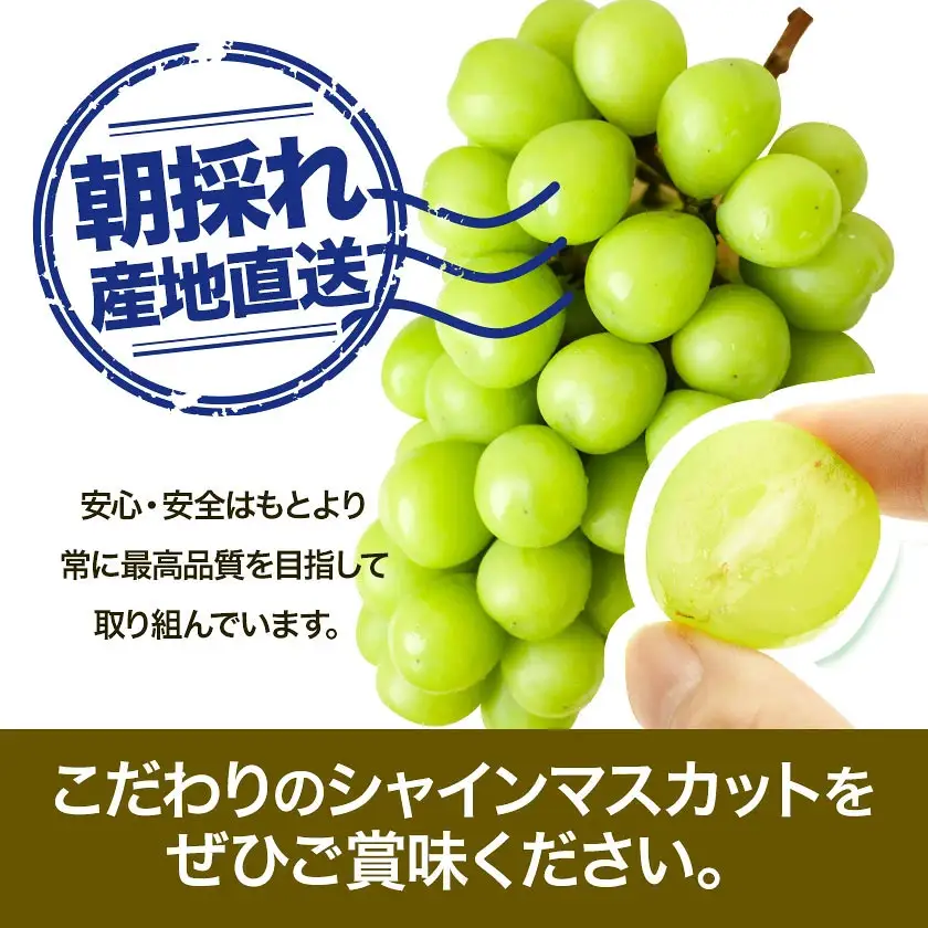 訳あり フルーツ王国 岡山県産 シャインマスカット 化粧箱入り 2kg 3房～4房前後