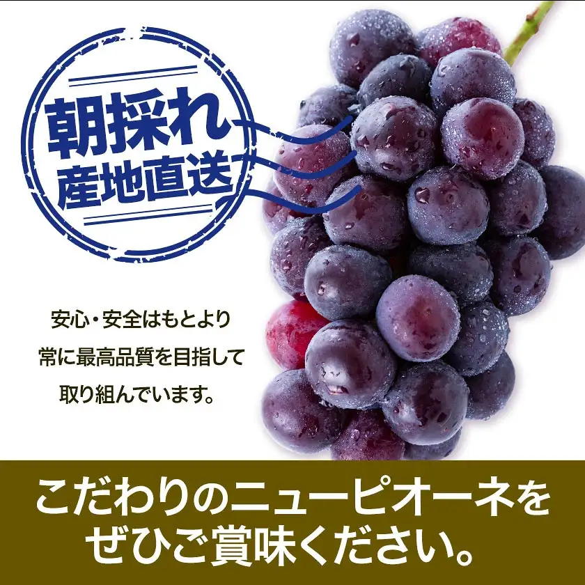 ご家庭用 フルーツ王国 岡山県産 ニューピオーネ 化粧箱入り 3房 ～ ４房 2kg