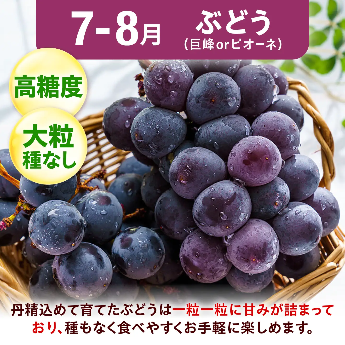 【3回定期便】フルーツ定期便（びわ/桃/ぶどう） 広川町 / JAふくおか八女農産物直売所どろや[AFAB125]