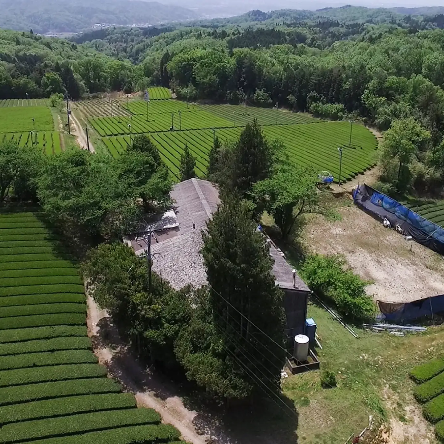 【12回定期便】 【県外では希少！】農家直送の緑茶・ほうじ茶 飲み比べセット 瑞浪市 / 成瀬農場 瑞芳園 国産 お茶[AZBP039]