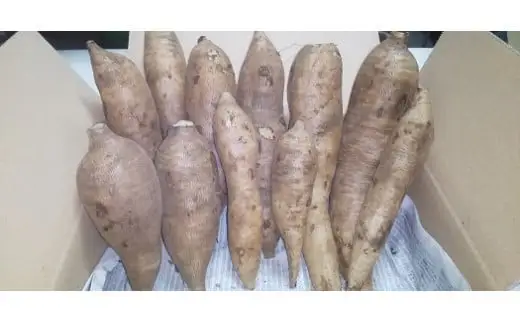 北海道生ヤーコン3kg【2026年10月上旬より順次発送予定】 ヤーコン 野菜 根菜 オリゴ糖 北海道 北広島市