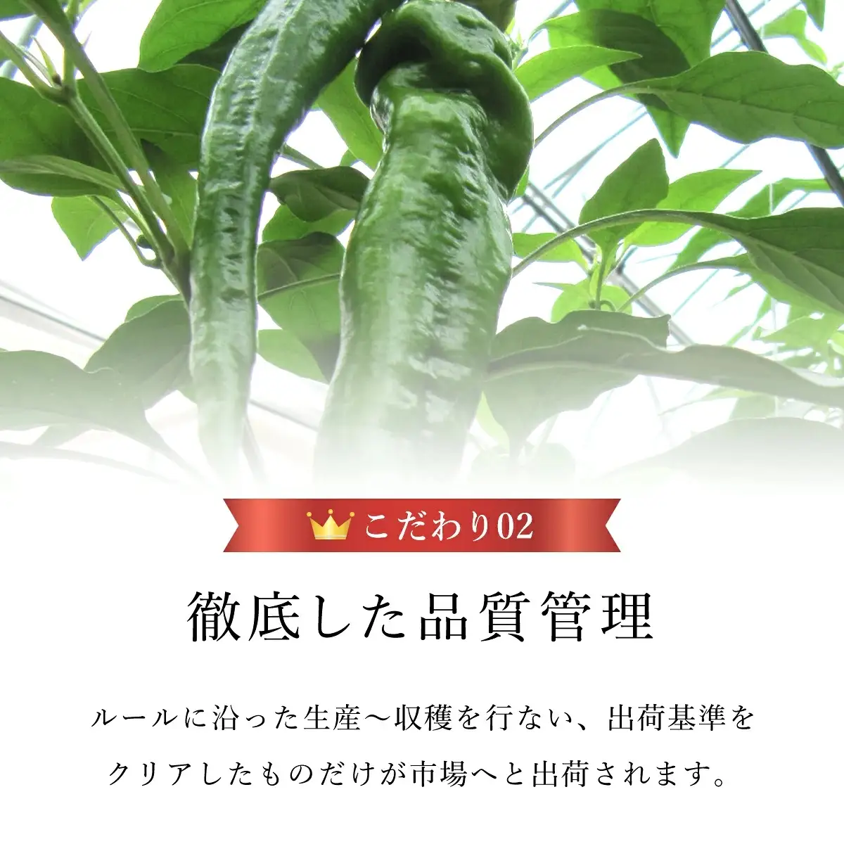 ＜2026年7月より順次発送予定＞ 万願寺甘とう 秀品 計2kg 京都丹の国農業協同組合