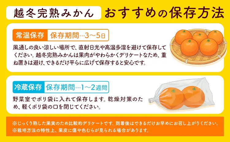 みかん 興津早生完熟 5kg 松本果樹園 《12月中旬-12月下旬出荷予定》 熊本県 苓北町 スイーツ デザート 果物 ミカン 蜜柑
