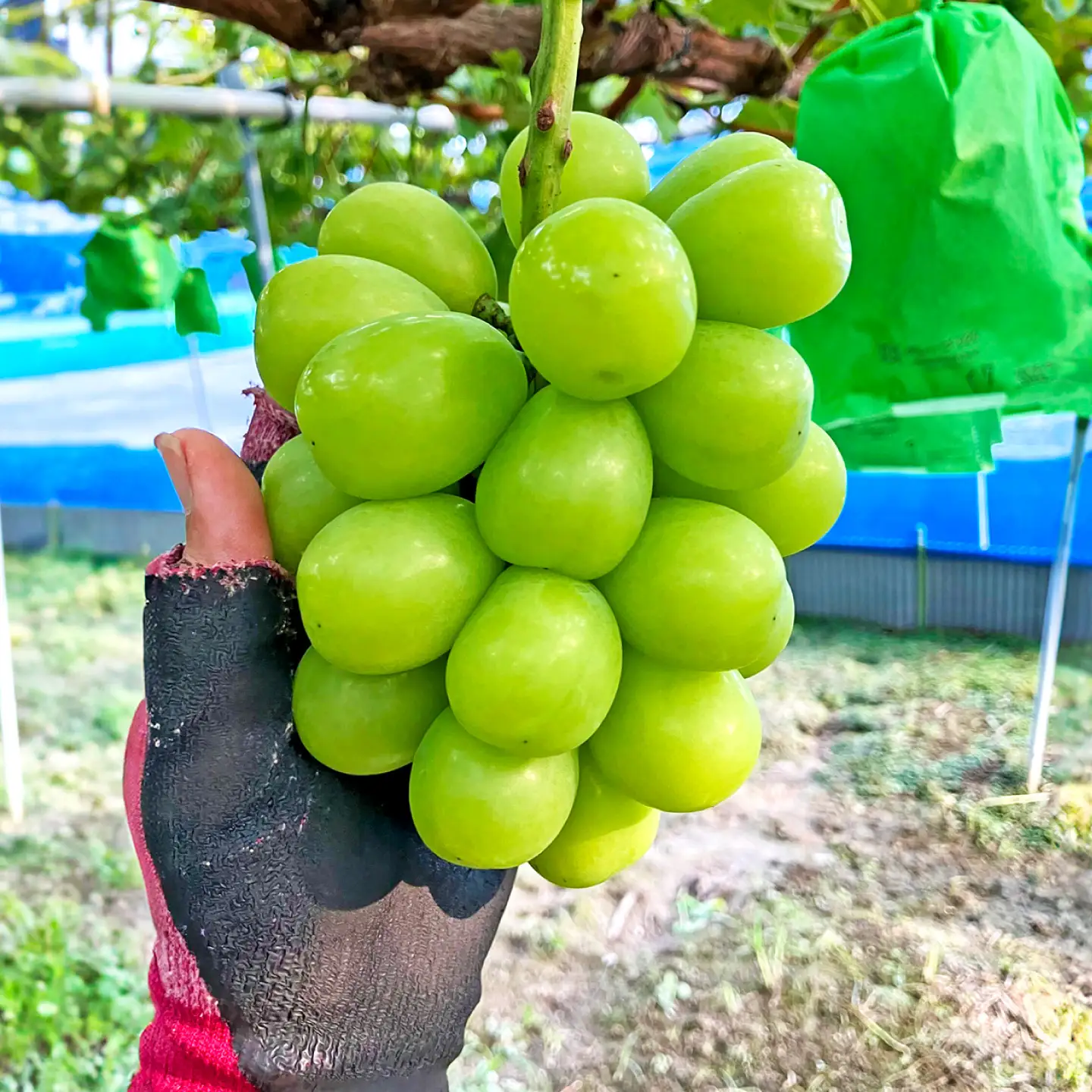 【先行予約】高知県産 生産者厳選！ シャインマスカット 約1.1kg（2～3房）〈2026年8月下旬～2026年9月末頃まで発送〉 / マスカット 果物 フルーツ デザート 【COCO葡萄園】[ATIO001]