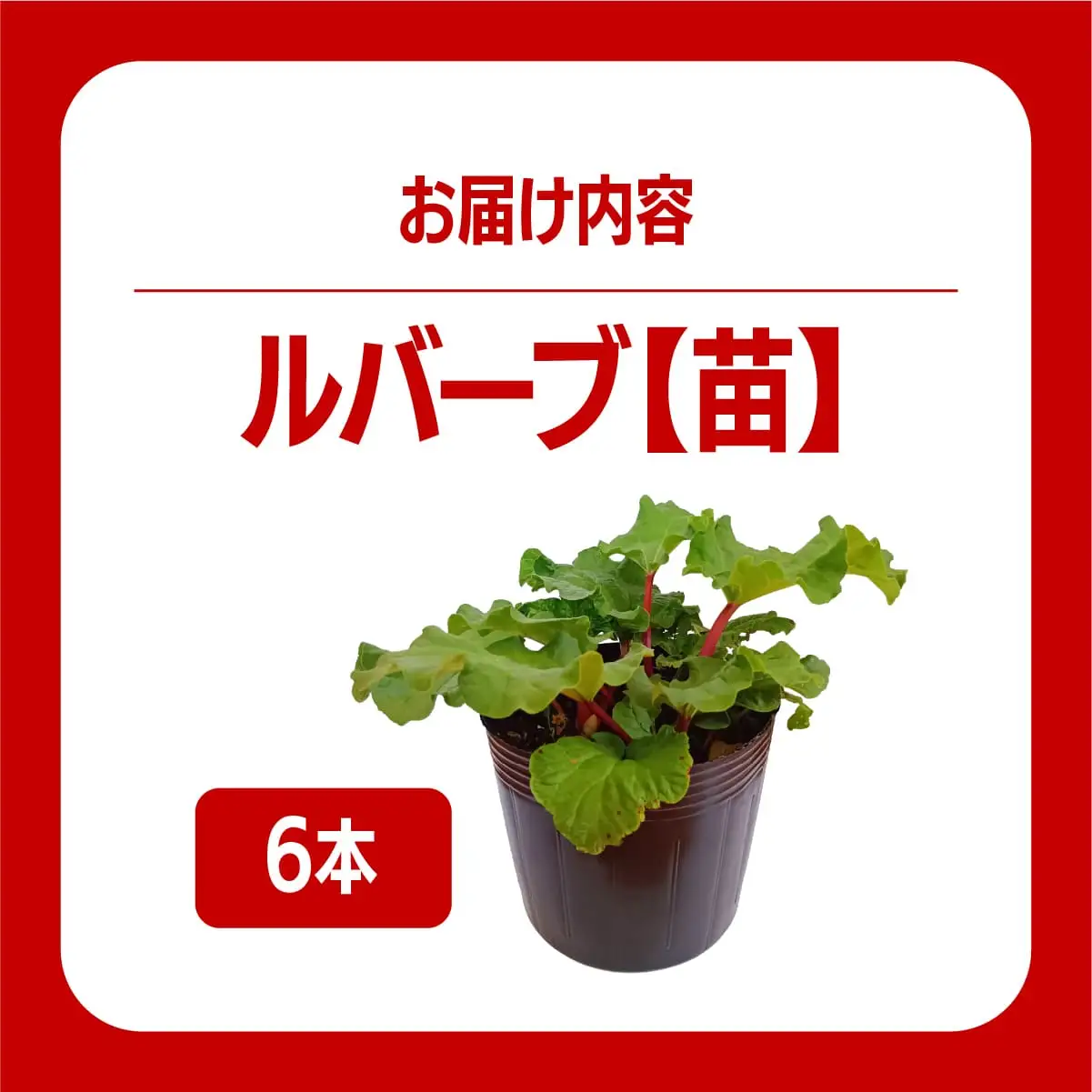 北海道 伊達市産 ルバーブ(苗) 6本｜国産 野菜 ジャム パイ お菓子作り 家庭菜園【kzh-021】