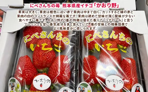 にべさんちの苺 熊本県産イチゴかおり野 約520g【2026年12月上旬発送開始】 苺 いちご フルーツ 果物 熊本