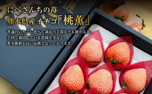 にべさんちの苺 熊本県産イチゴ極み桃薫(とうくん)  【2027年1月下旬発送開始】