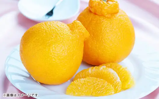 熊本県産 デコポン 5kg【2027年1月下旬～5月上旬順次発送予定】果物 くだもの フルーツ 柑橘 蜜柑 みかん 