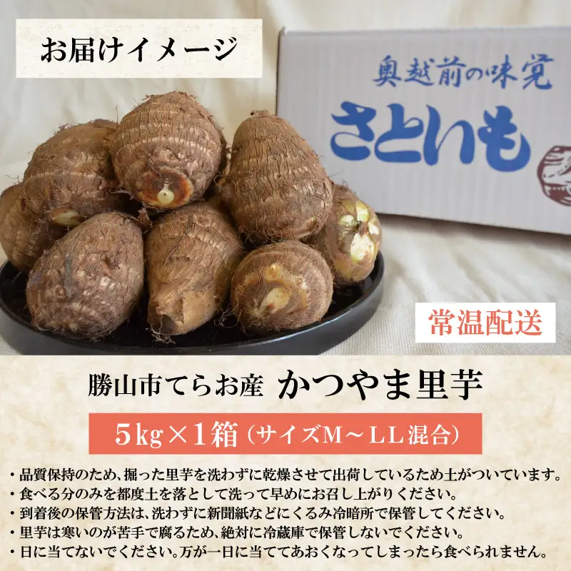 【先行予約】勝山市てらお産 かつやま里芋 5kg×1箱（サイズM～LL混合） ※2026年11月上旬より順次発送 [A-041006]