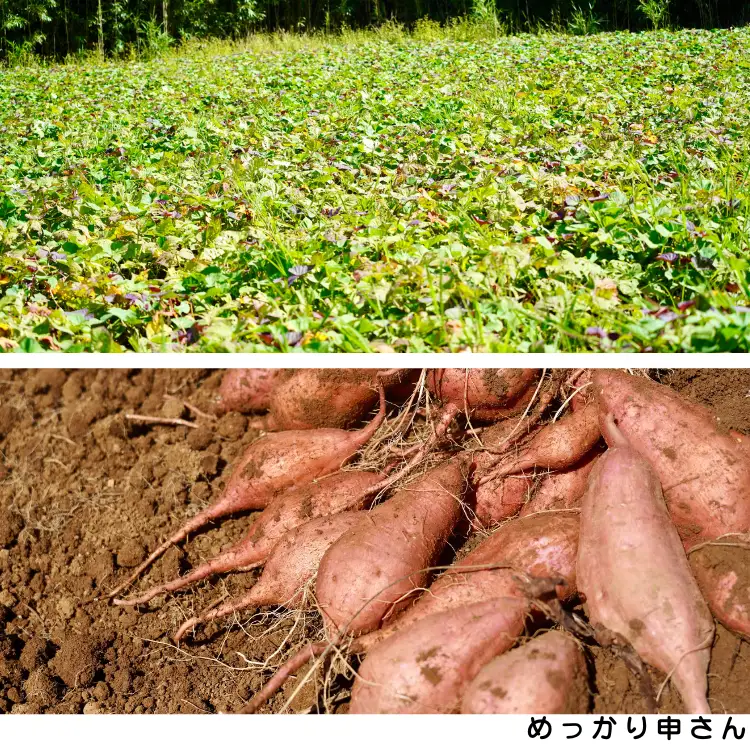 【 新物 11月～ 】 種子島 めっかり申さん 安納いも ( 生いも ) S サイズ 5kg　NFN629【300pt】