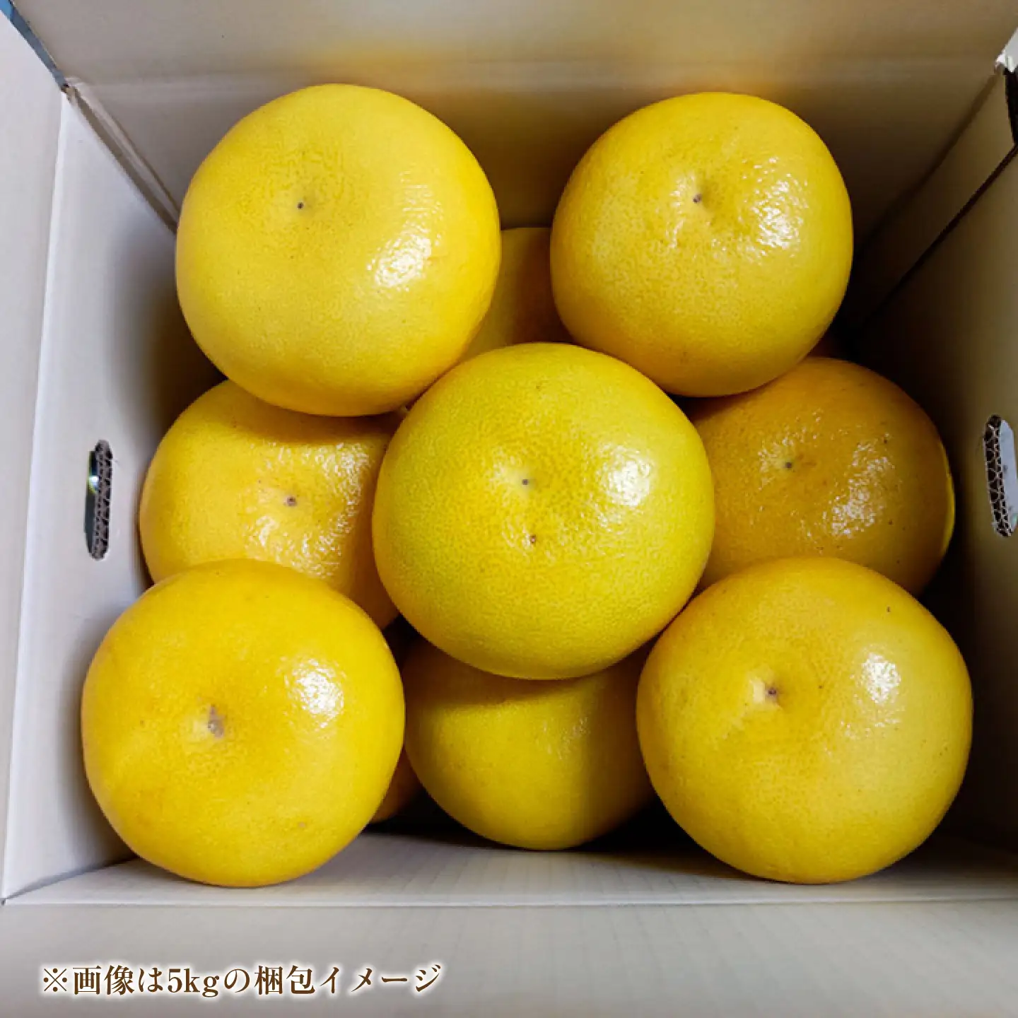 【先行予約】土佐文旦家庭用 約20kg 2L-4Lサイズ混合＜2027年1月下旬から順次発送＞ / ぶんたん ブンタン 文旦 フルーツ 柑橘 みかん 果物 くだもの 柑橘類 デザート おやつ さっぱり おいしい 甘い お取り寄せ 国産【玉木農園】[BQAJ010]