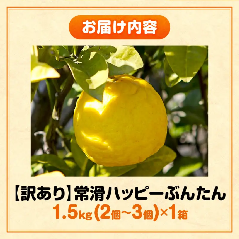 【先行予約】【訳あり】常滑ハッピーぶんたん 1.5kg（2～3個）｜ぶんたん フルーツ 常滑市