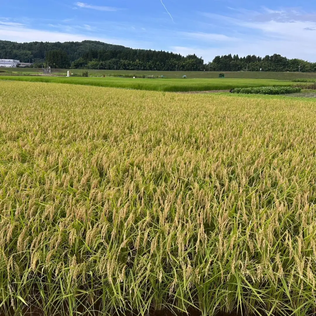 先行予約 極早生 新潟県三条市産五百川 10kg （5kg×2袋） 令和8年産 精米 外山敏雄商店