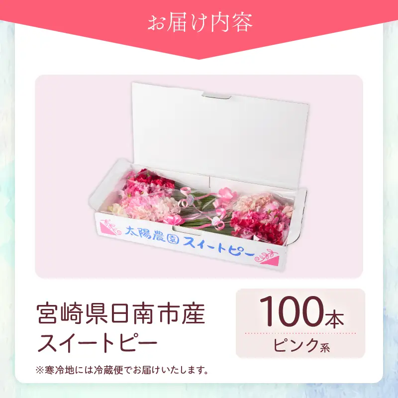 スイートピー 花束 100本 ピンク系 フラワー 期間限定 数量限定_FA15-26