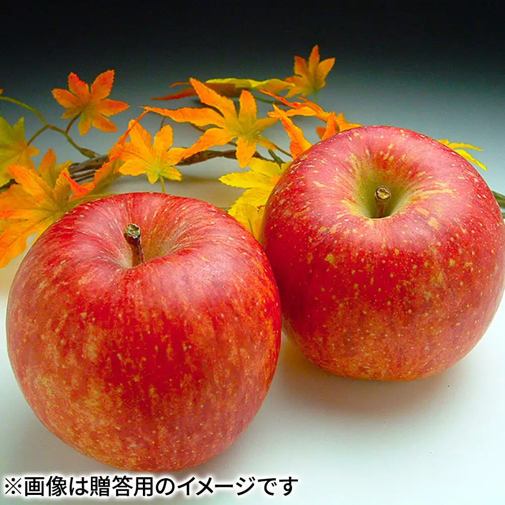 【27年1月発送】りんご サンふじ【贈答用】約3kg（9～12玉程度）糖度13度以上 先行受付 青森県産 林檎 リンゴ 果物 くだもの フルーツ 青森県 弘前市