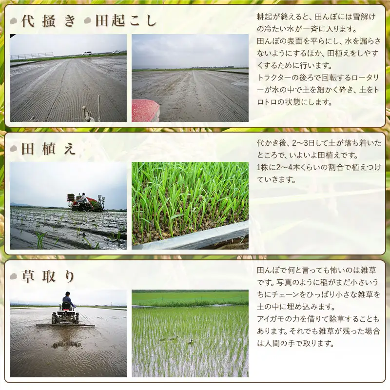 【令和8年産 新米】特別栽培米 雪若丸 15kg（5kg×3袋） 山形県鶴岡市産 K-8135 米の里