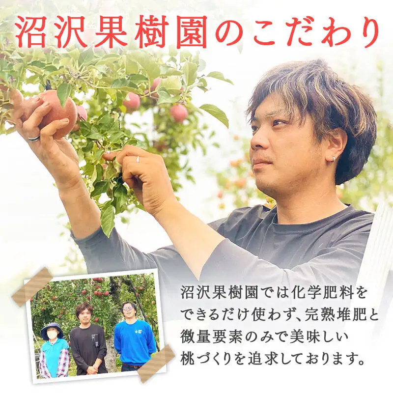 モモの王様 川中島白桃 約2kg（6～9玉前後）