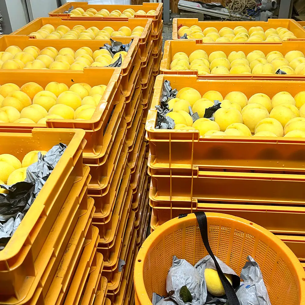 【先行受付】9月上旬より発送 黄貴妃 約2kg（6～9玉前後）モモ もも 黄色桃