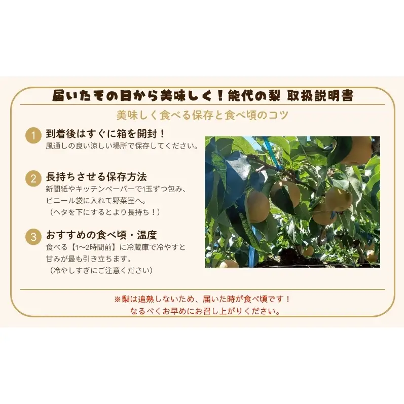 梨 豊水 果物 秋田県産 梨【5kg 12〜14個入】【訳あり】