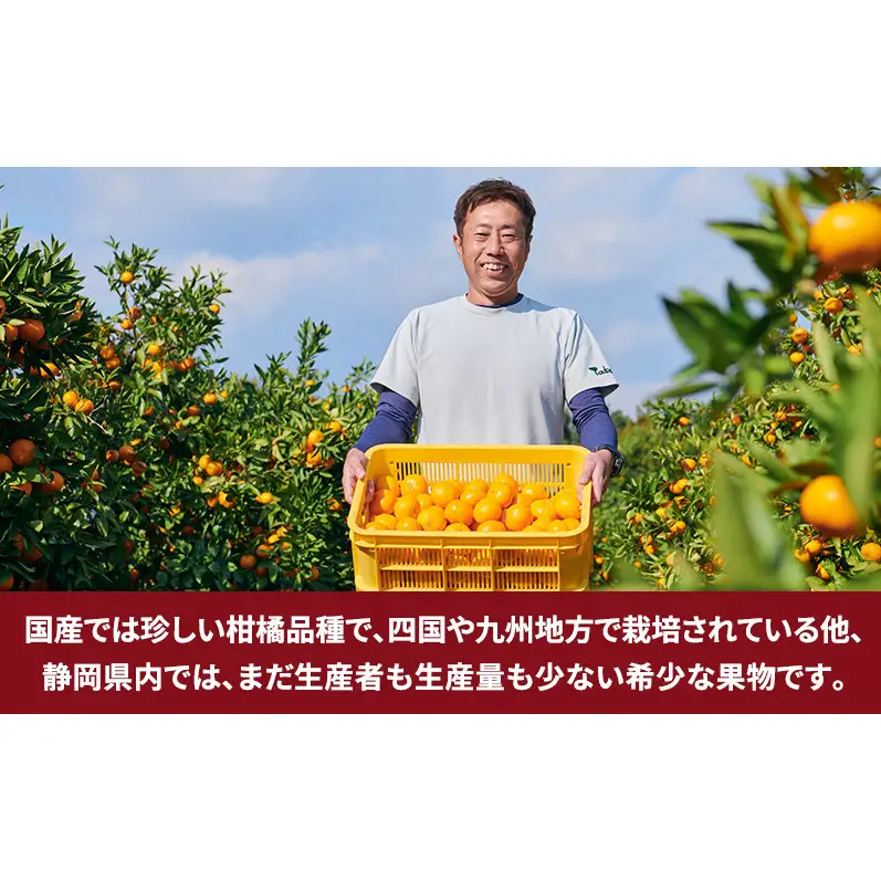 静岡県浜松市産『ブラッドオレンジ（タロッコ種）』秀品約3kg（サイズいろいろ）オレンジ 濃厚な甘み 爽やかな酸味 柑橘 静岡 浜松市 【配送不可：離島】