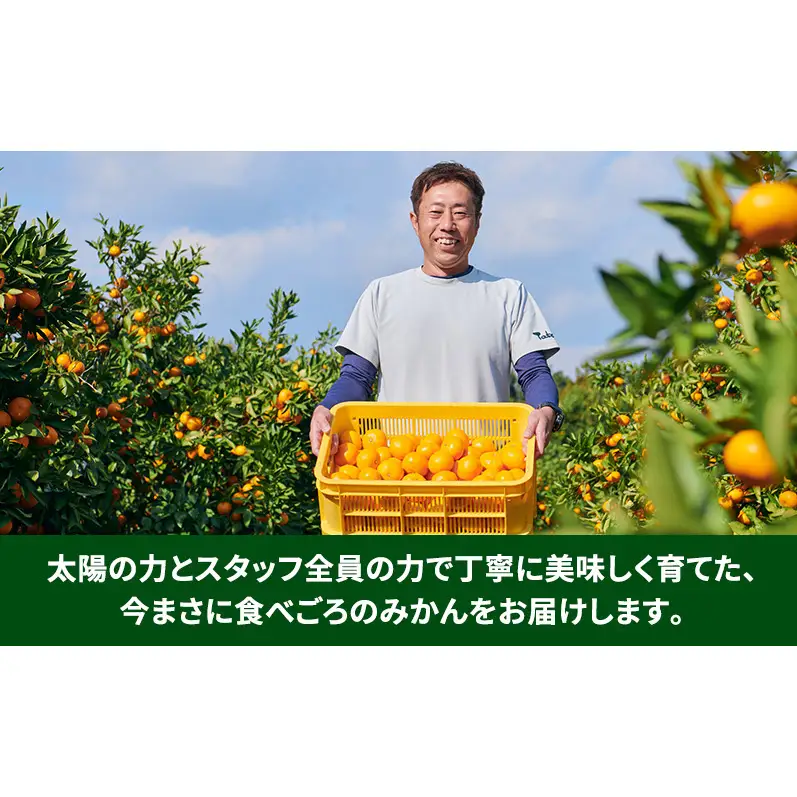 【11月下旬より順次発送】静岡県浜松市産 品種・サイズおまかせ！「たかのみかん」 約5kg 農園直送 スズキ果物農園 みかん ミカン 柑橘 早生みかん 片山みかん 青島みかん 静岡 浜松市　【配送不可：離島】