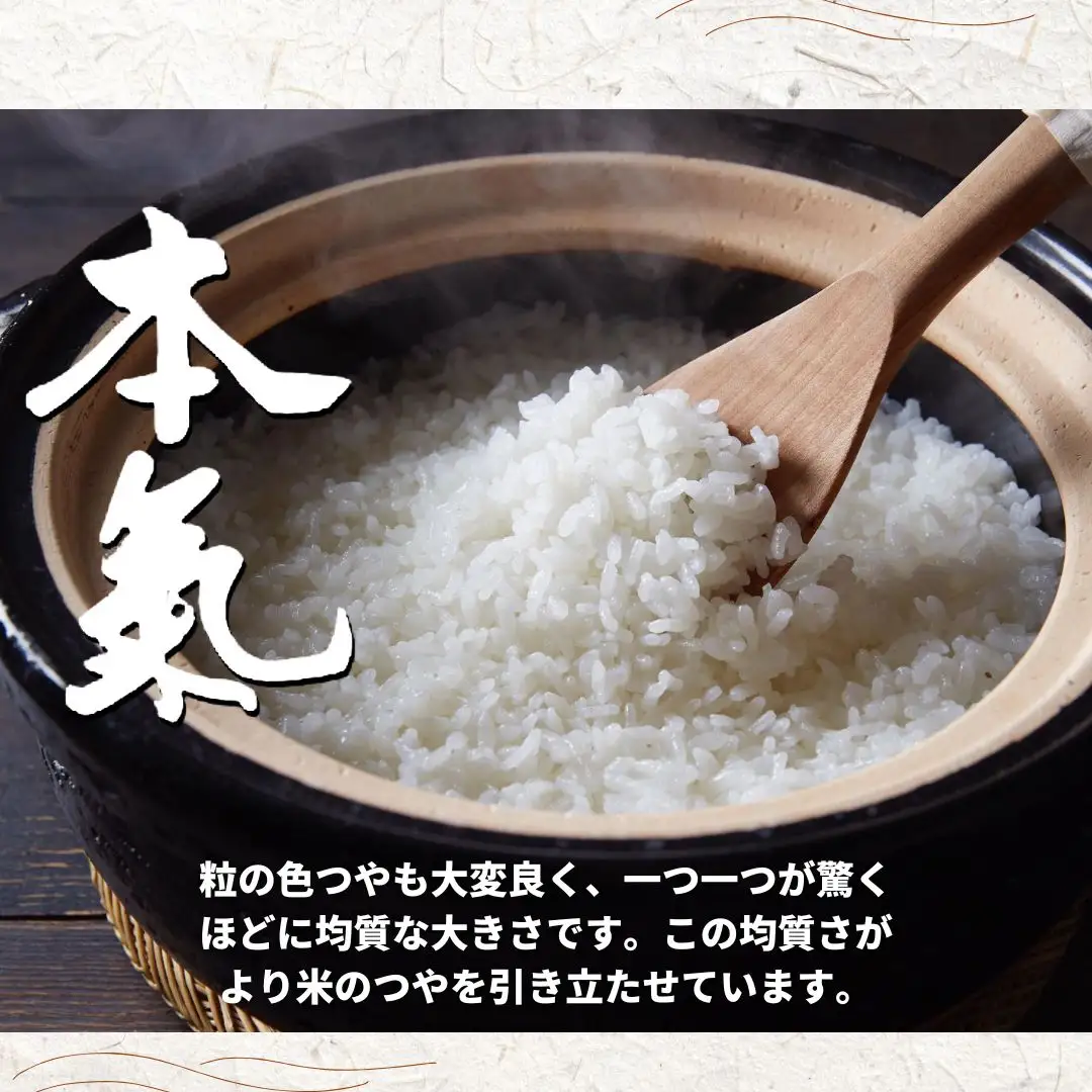 きぬむすめ 10kg ブランド 本氣米 精米 白米