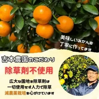 【先行予約】【発送期間:2027年2月～なくなり次第終了】【贈答用】甘平 約1.5g みかん みかん