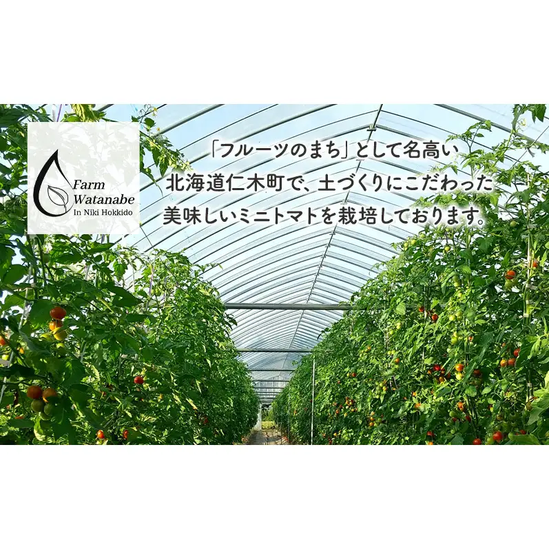 2026年産 ミニトマトジュース 180ml×6本 北海道 仁木町