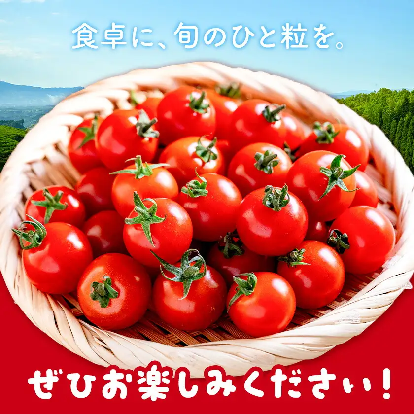 ミニトマト ほれまる 約1kg 熊貴農園