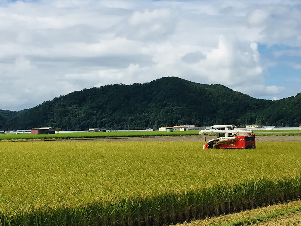 【新米　先行予約】令和8年産近江米　ミルキークイーン 白米【10kg（5kg×2袋）】【V021W】