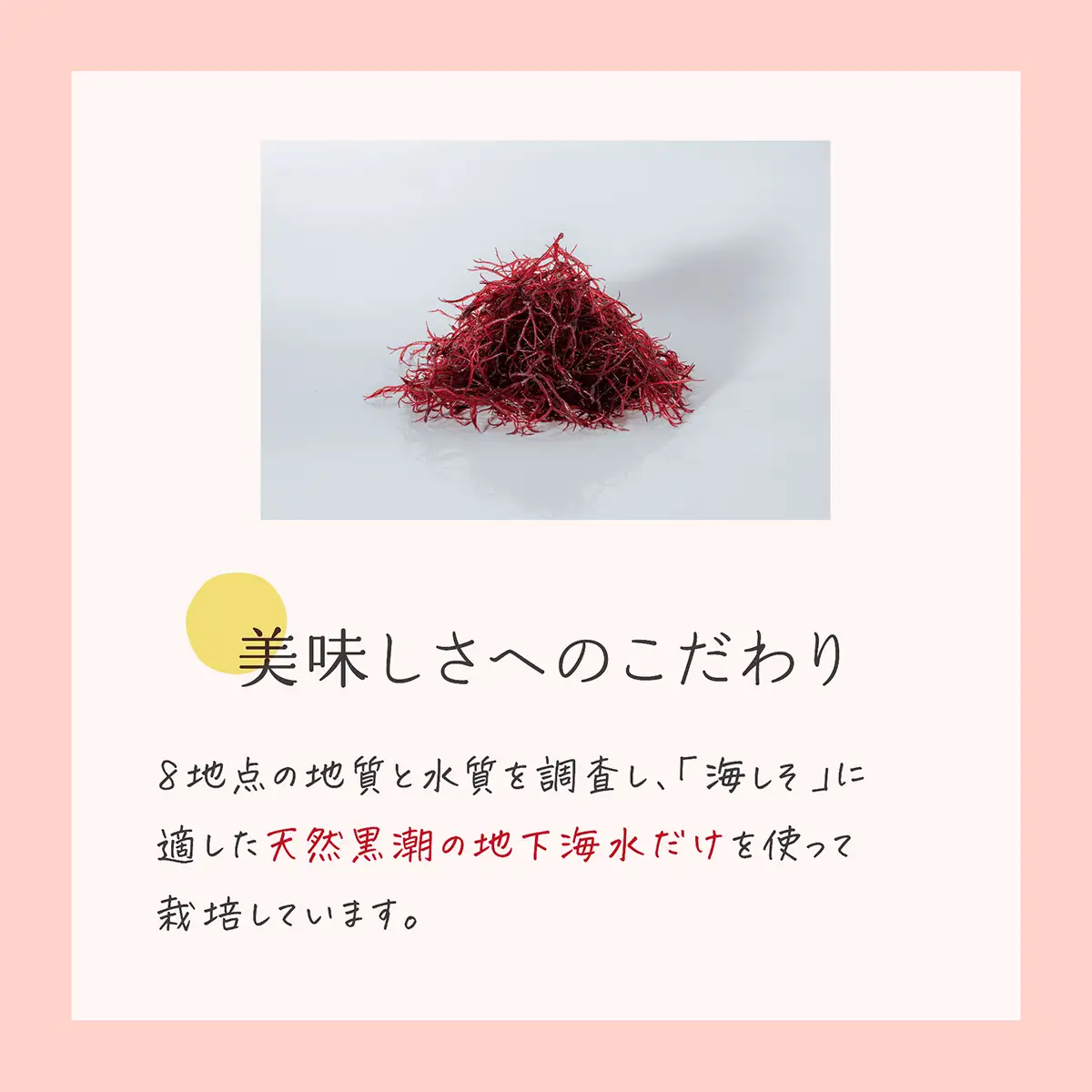 鉄分たっぷりの海藻 海しそ（あかねそう）（乾燥） 24g×3袋