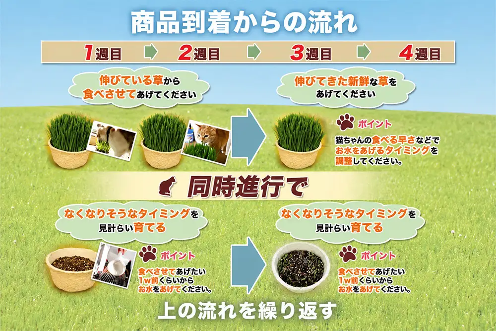 猫草 栽培セット 6鉢 [1195]