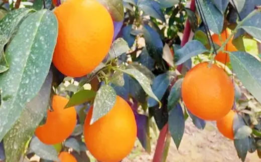 紅まどんな 約2.5kg みかん ミカン くだもの 果物 フルーツ 柑橘 柑橘系 柑橘類 果実 果汁 果肉 国産 【 2026年11月下旬～12月下旬発送予定 】 ( 1120 )