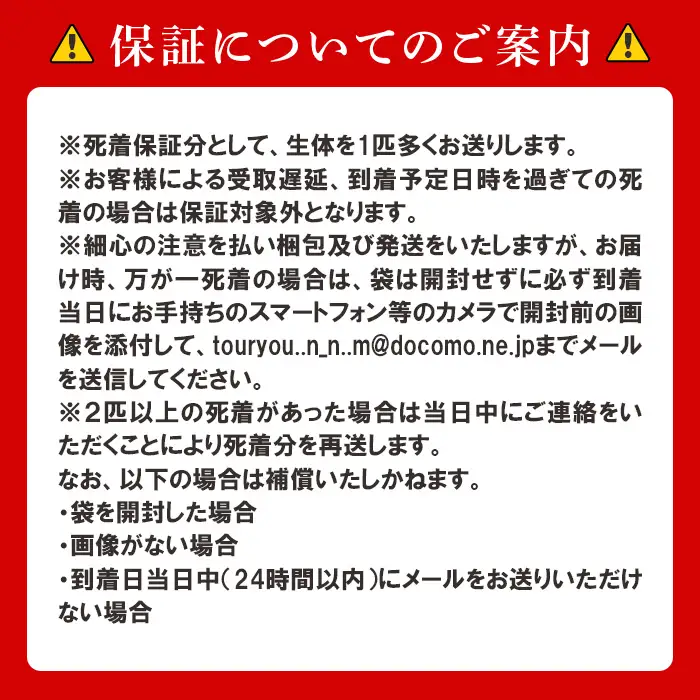 766 メダカ サンシャイン 4匹 改良メダカ【トリハタめだか】