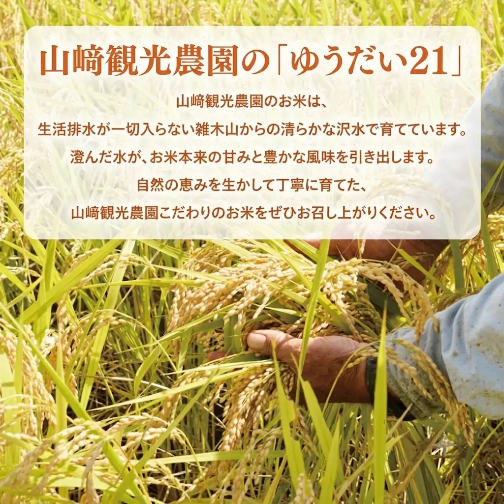 ＼先行予約・山﨑観光農園のお米／　ゆうだい21　白米10kg（AU048）