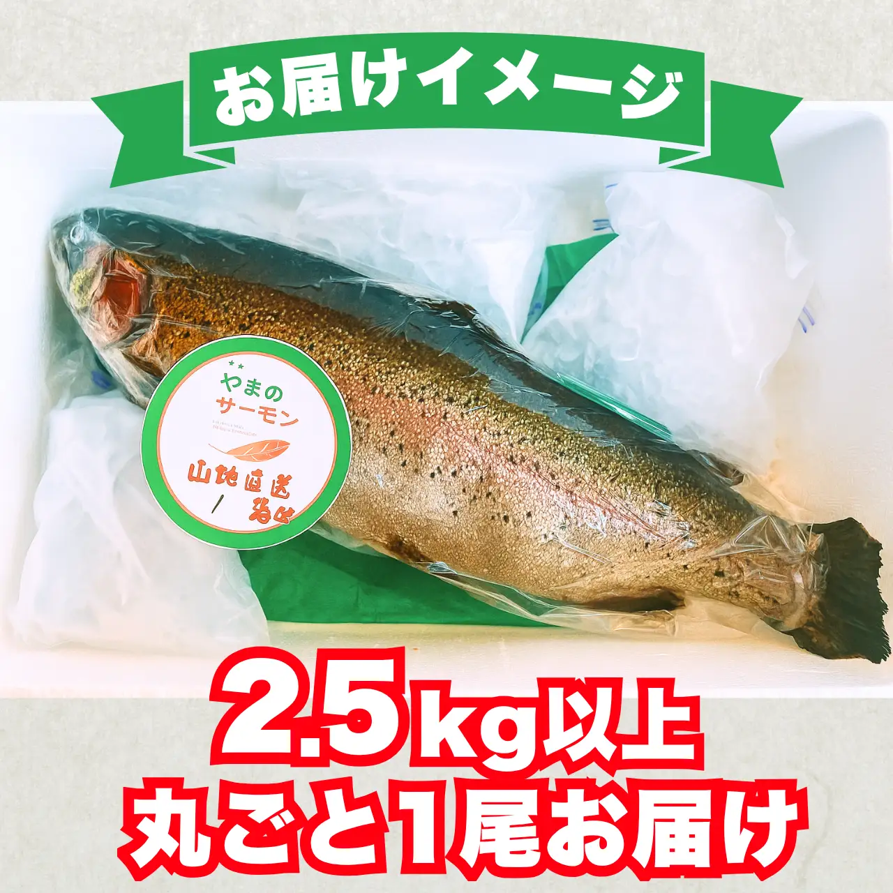 サーモン 丸ごと1尾 2.5kg以上 1尾 [B-050006]サーモン