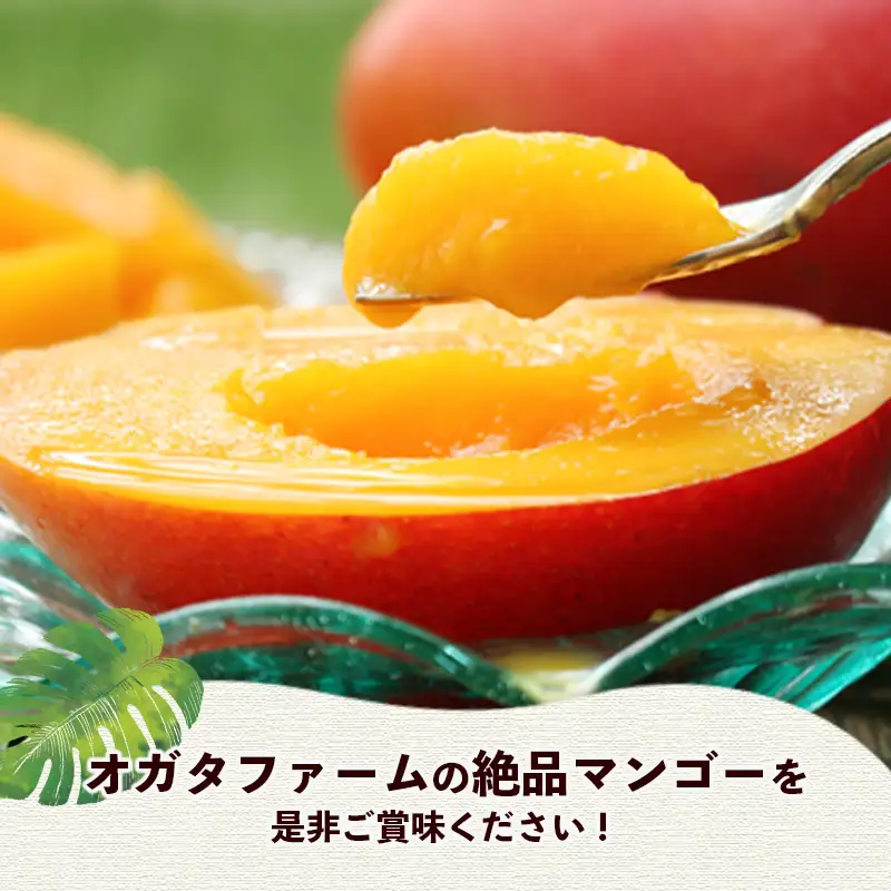 【モーツァルトを聞かせて育てた】玉文マンゴー 約1kg【国産 産地直送 マンゴー 玉文マンゴー 南国 フルーツ 旬 果物 人気 オガタファーム 福岡県 筑前町 OF002】