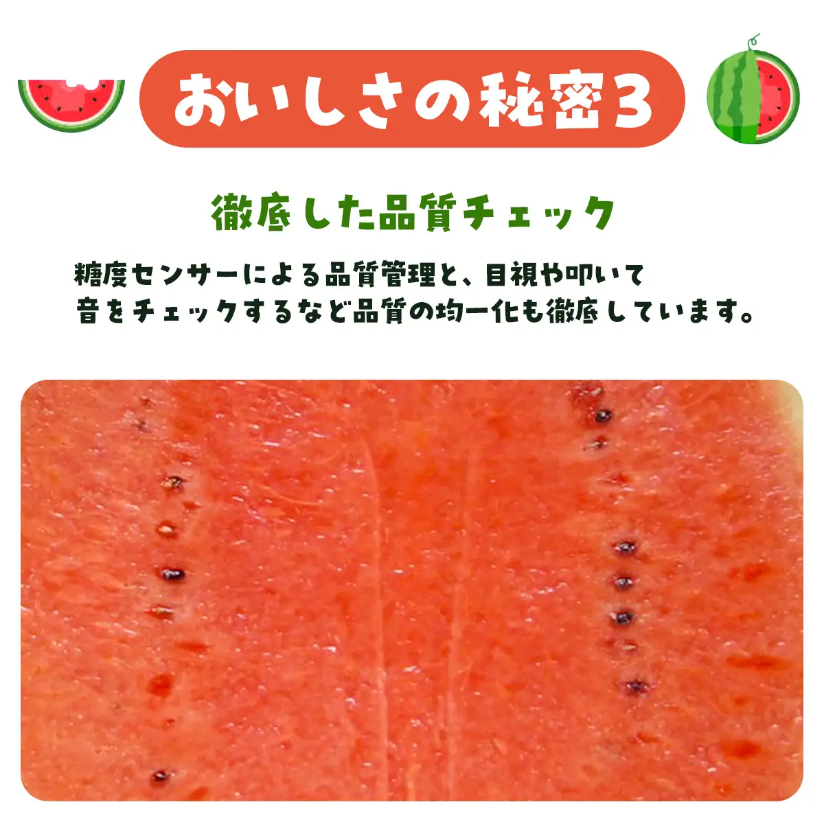 【先行予約・2027年6月下旬頃より発送】娘SUN 1玉　SMAF007