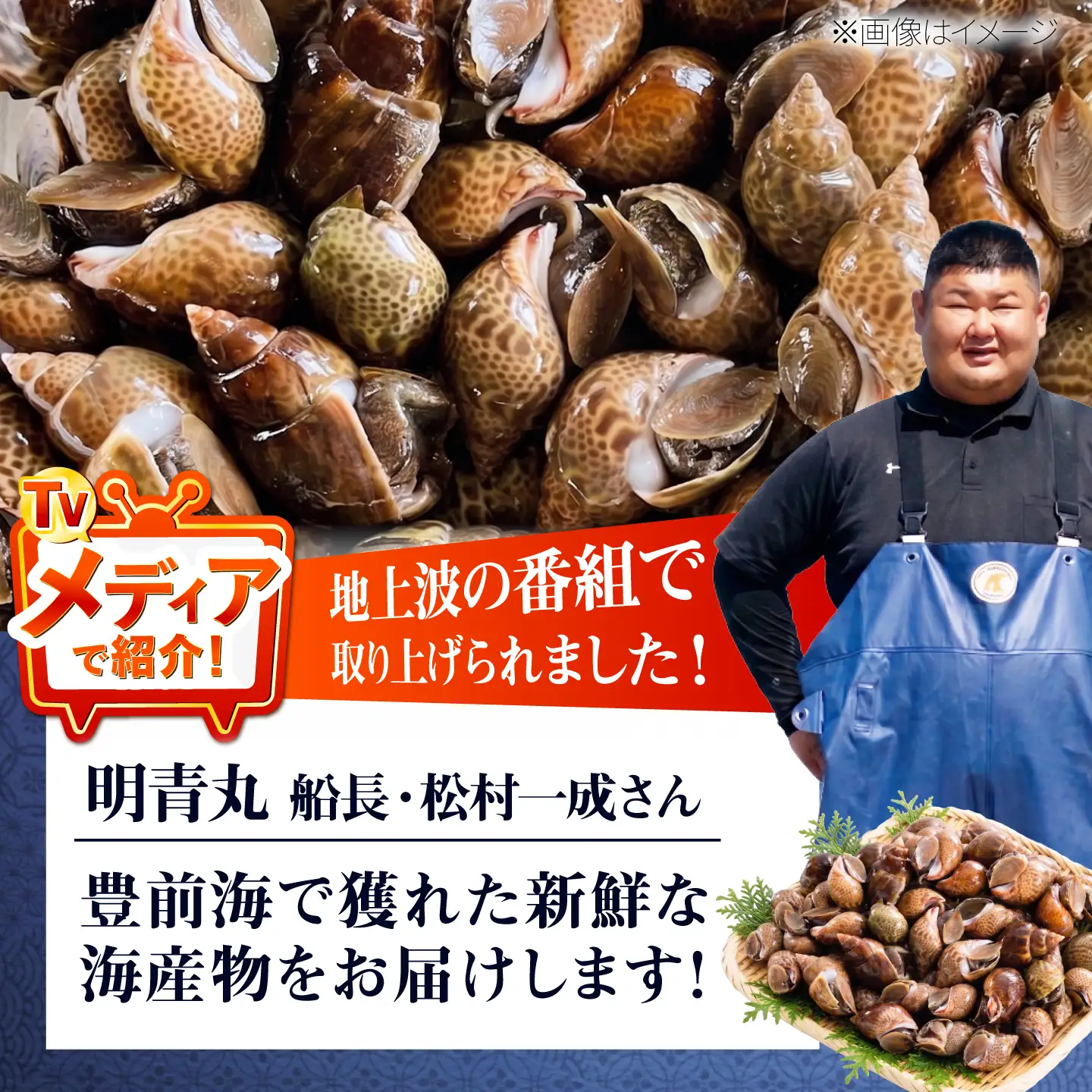 豊前海産 バイ貝 2kg (40～66個前後) 《築上町》【明青丸】 バイガイ 貝 カイ[ABCB014]