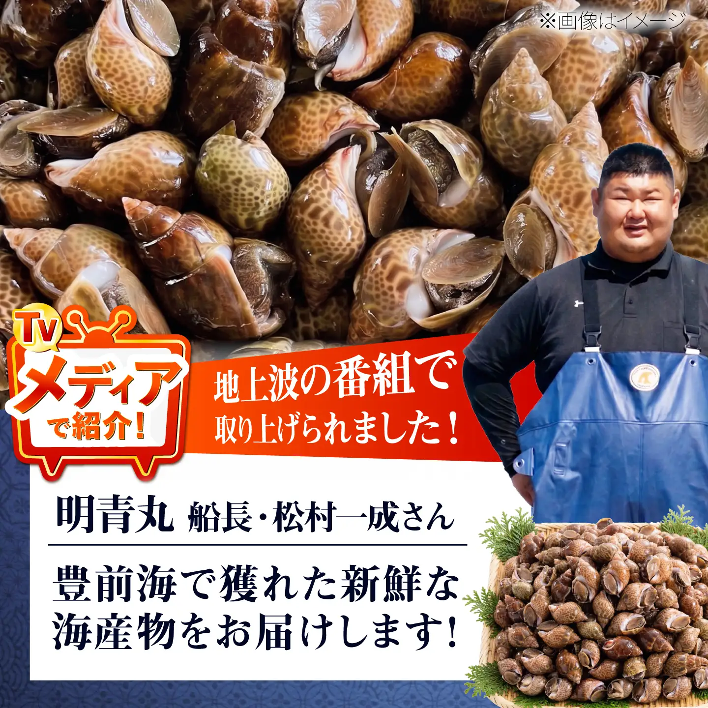 豊前海産 バイ貝 3kg (60～99個前後) 《築上町》【明青丸】 バイガイ 貝 カイ[ABCB015]
