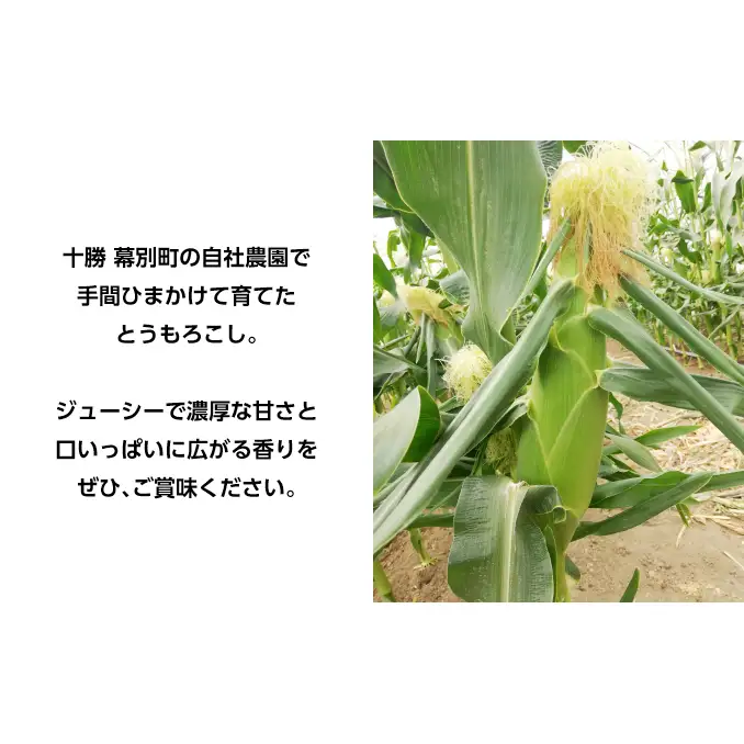 [2027年発送/先行予約] 定期便 十勝幕別の旬野菜 春夏 2回お届け（アスパラガス 800g・とうもろこし 10本） [北王農林] 【 アスパラ アスパラガス グリーン ハウス 恵味ゴールド とうもろこし とうきび コーン 野菜 甘い 北海道 十勝 幕別 】