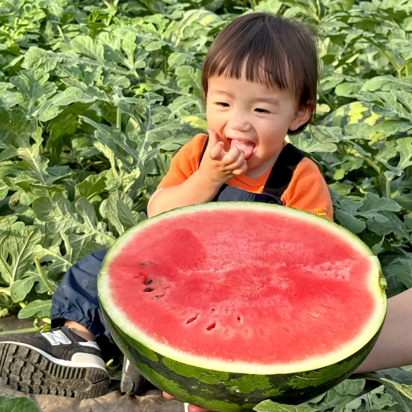 【先行予約】 春の大玉スイカ 約6～7kg（L） すいか 大玉 フルーツ 野菜 果物 山鹿市 【山下農園】[ZGA002]