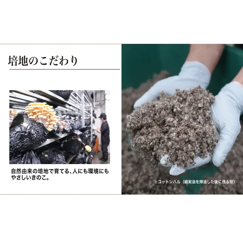 タモギタケ 有機JAS 720g 6パック タモギタケ