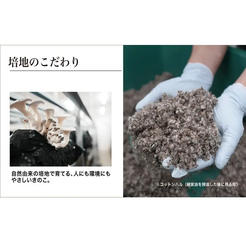 ヒラタケ きのこ 有機JAS 840g 6パック ヒラタケ