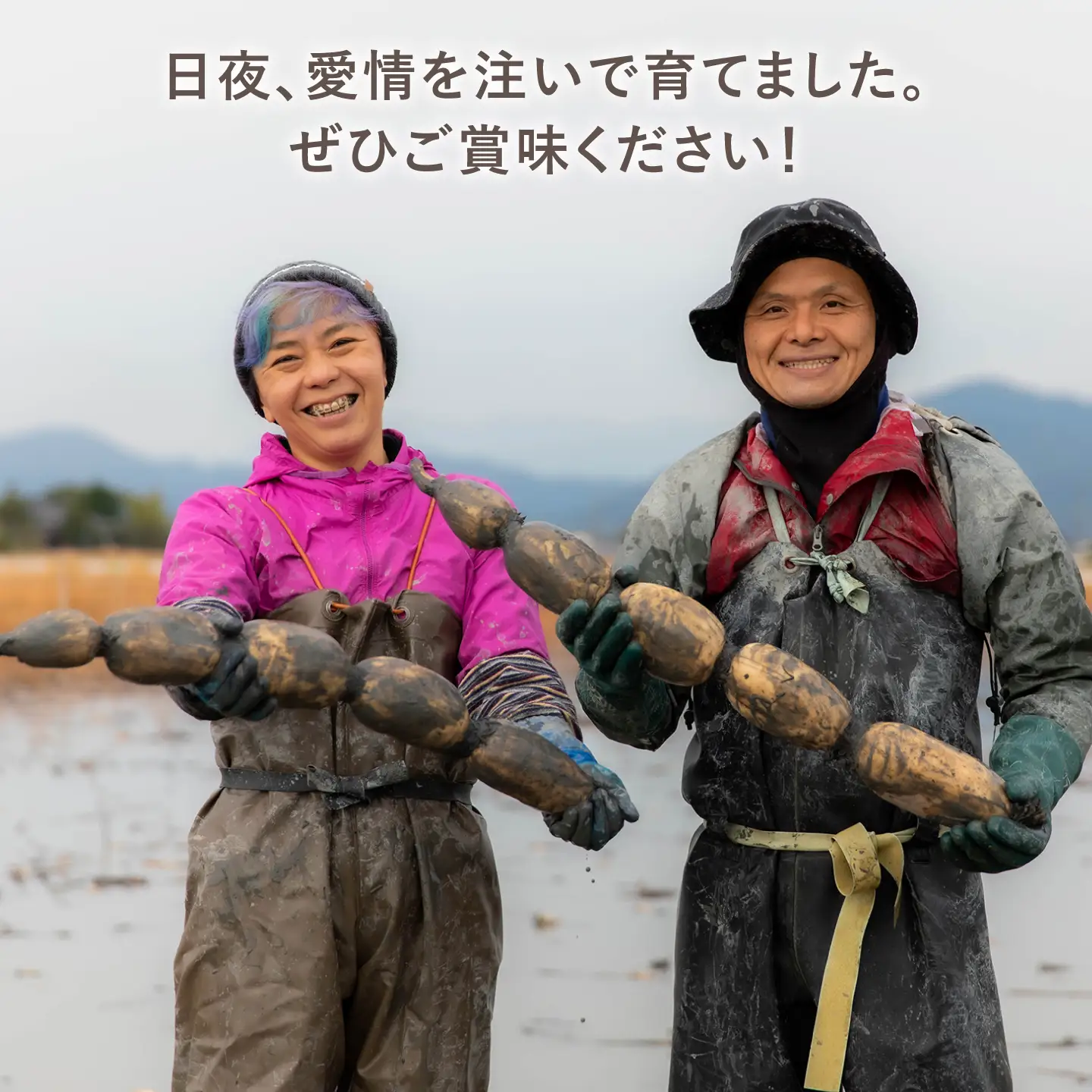 【先行予約 2026年10月〜発送】白石れんこん9kg れんこん
